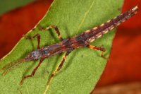 Pylaemenes guangxiensis Pylaemenes guangxiensis