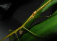 Ramulus artemis - Patyczak wietnamski Ramulus artemis - Patyczak wietnamski