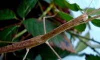 Sipyloidea meneptolemus Sipyloidea meneptolemus