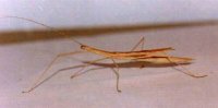 Sipyloidea sipylus Sipyloidea sipylus