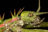 Spinohirasea bengalensis Spinohirasea bengalensis