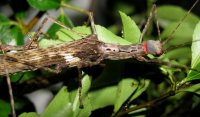 Trachythorax maculicollis Trachythorax maculicollis