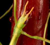 Tropidoderus childrenii Tropidoderus childrenii