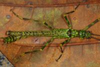  <i>Aschiphasma annulipes</i> (c) Tomek Litwin