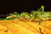  <i>Aschiphasma annulipes</i> (c) Tomek Litwin