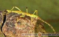 Abrosoma festinatum 