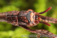 Achrioptera punctipes 