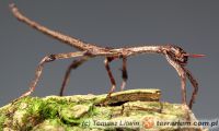 Achrioptera punctipes cliquennoisi 