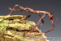 Achrioptera punctipes cliquennoisi 