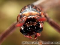 Achrioptera punctipes cliquennoisi 