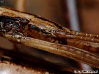 Anisomorpha ferruginea 