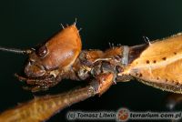 Extatosoma tiaratum 