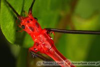 Oreophoetes peruana 