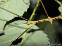 Parapachymorpha spiniger 