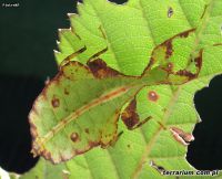 Phyllium jacobsoni - Liściec strzałkowy 