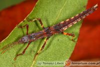 Pylaemenes guangxiensis 